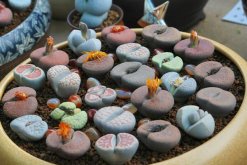 生石花怎么施肥，生石花施肥四大要點(diǎn)介紹