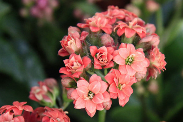 長(zhǎng)壽花短日照怎么處理