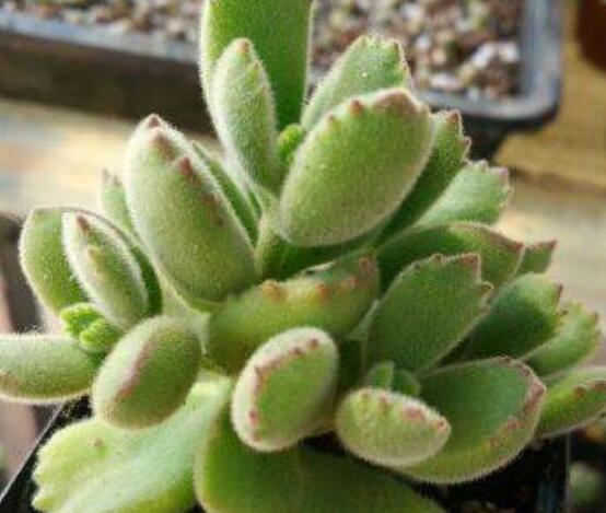 熊童子好養(yǎng)嗎，好養(yǎng)/做好五個要點生長茂盛美觀