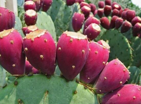 仙人掌的果實(shí)能吃嗎，食用可清熱解毒、養(yǎng)顏?zhàn)o(hù)膚