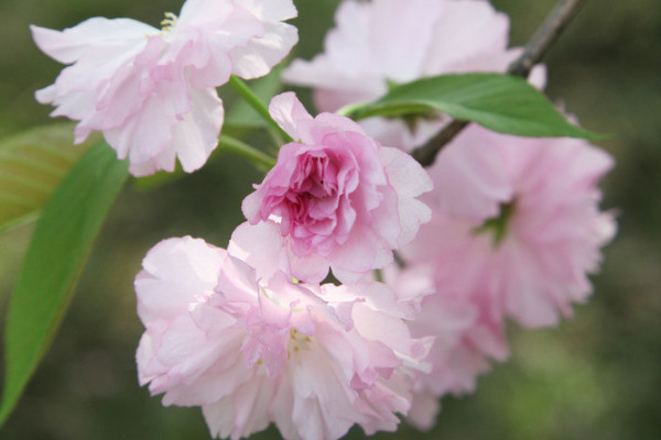 日本櫻花什么時(shí)候開(kāi)