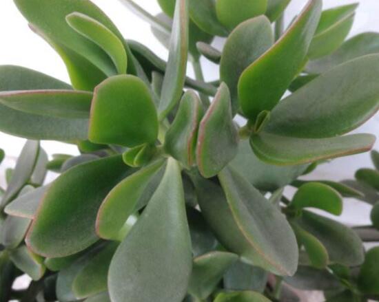 燕子掌的養(yǎng)殖方法和注意事項，老農(nóng)總結(jié)最實用八大養(yǎng)殖技巧