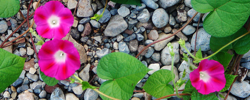 牽?；ǚN子怎么種