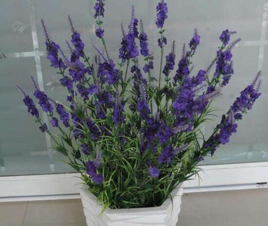 薰衣草怎么扦插，薰衣草的繁殖方法