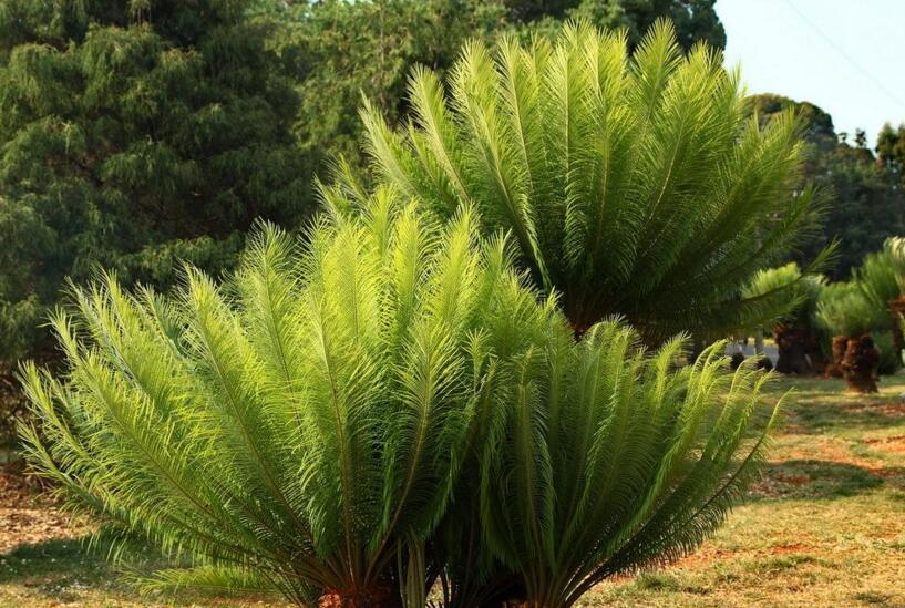 蘇鐵有哪些價(jià)值作用，極具觀賞價(jià)值和食用價(jià)值