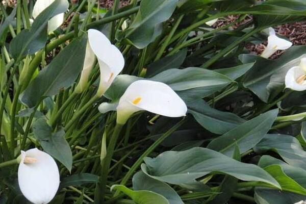 馬蹄蓮休眠期是什么時候，在盛夏和寒冬休眠