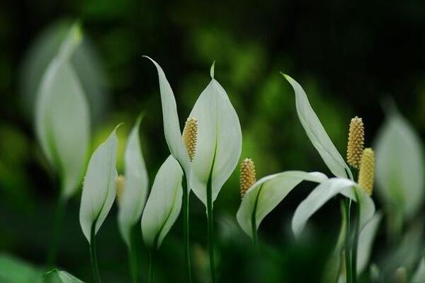 一帆風(fēng)順花有毒嗎，室內(nèi)養(yǎng)殖要注意（花沒毒汁液有毒）