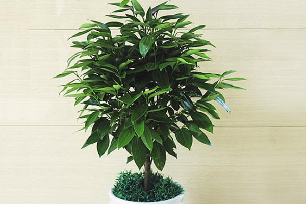 平安樹(shù)葉子發(fā)黃是怎么回事，五種原因以及解決方法