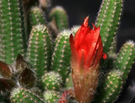 好看的仙人掌圖片欣賞，純天然氧吧，釋放氧氣