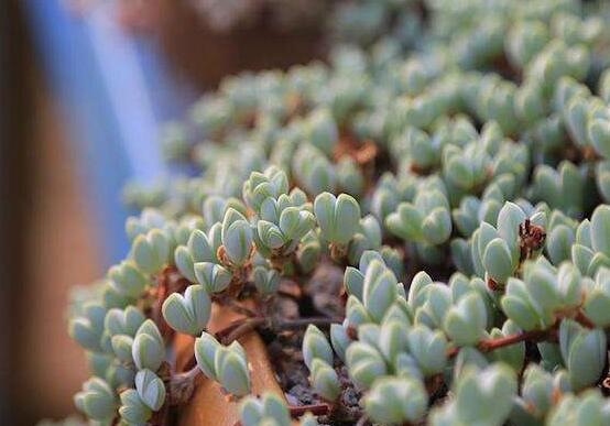 碧玉蓮葉子發(fā)黃變軟怎么辦，教你四種原因以及解決辦法