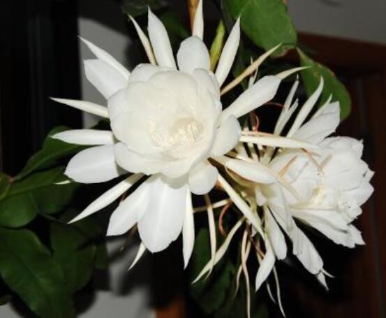 曇花怎么澆水，不同季節(jié)不同澆水量(見干見濕)