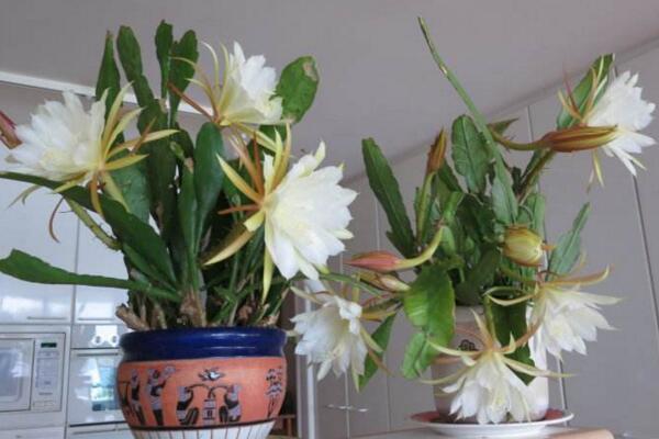 曇花多久開一次花，樹齡達(dá)到3年以后每年開一次花