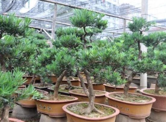 小葉羅漢松的養(yǎng)殖方法，老農(nóng)總結(jié)八大簡單易學(xué)的養(yǎng)殖技巧