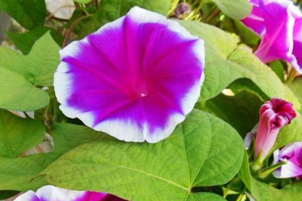 牽?；ㄏ奶炜梢员駟? src="/nongchan/d/file/20201223/yltky3jfxsf.jpg" / data-JiqE="j9FitB"></p>
<p data-zWmc="oFH92n">
	夏天養(yǎng)護(hù)牽?；ǖ臅r(shí)候，還需要讓其有充足的水分，這個(gè)時(shí)候氣溫高，水分蒸發(fā)得快，所以需要勤澆水，不然缺水的話，植株就容易干枯，但是要注意比較澆水過量導(dǎo)致土壤有積水，不然它容易出現(xiàn)爛根的現(xiàn)象。</p>
<p data-TfkO="HnclrW">
	<strong data-7Goc="Lm3OBY">3、控溫通風(fēng)</strong></p>
<p data-RV5Y="agL4wS">
	牽?；m然有一定的耐熱能力，但是如果環(huán)境過于悶熱的話，它就容易生長不良，所以夏季養(yǎng)護(hù)牽牛花的時(shí)候，還需要為其做好控溫通風(fēng)工作，最好將植株養(yǎng)護(hù)在涼爽通風(fēng)的環(huán)境中，這樣牽?；ú拍芡⑸L。</p>
<p data-wIl4="hJCYig">
	<strong data-8Qa8="DfNPax">4、不宜施肥</strong></p>
<p data-gPs9="6i4J5j">
	<img alt=