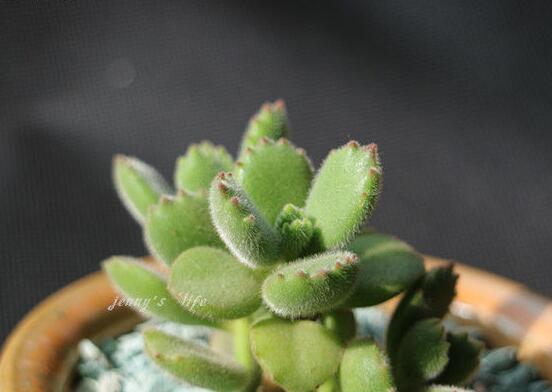 熊童子葉子發(fā)軟怎么辦，總結(jié)最實(shí)用三種解決方法