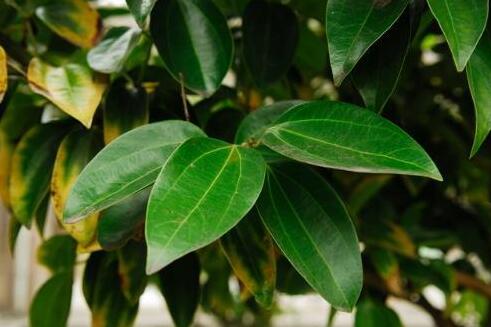 為什么平安樹葉子下垂，澆水過(guò)量和酸堿度不平衡造成的