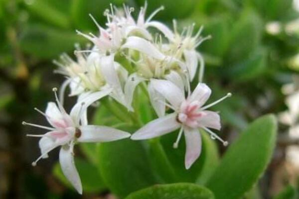 玉樹(shù)圖片，特征、習(xí)性、價(jià)值以及風(fēng)水作用