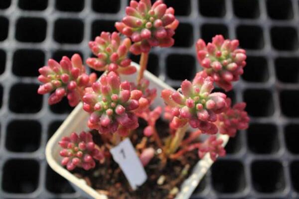 寶石花光照和溫度處理，夏季遮陰冬季向陽