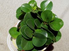 碧玉花的功效與作用，凈化空氣美化居室