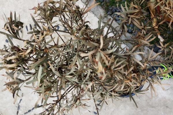 怎樣搶救干枯的羅漢松，分析問題的原因并及時(shí)補(bǔ)救