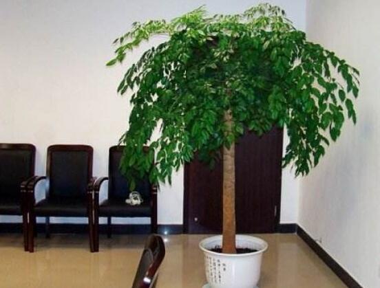 幸福樹葉子一碰就掉，教你四種原因以及解決方法