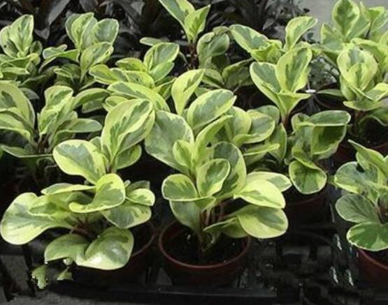 紫邊碧玉椒草的養(yǎng)殖方法和注意事項(xiàng)嗎，老農(nóng)教你六大基本養(yǎng)殖方法