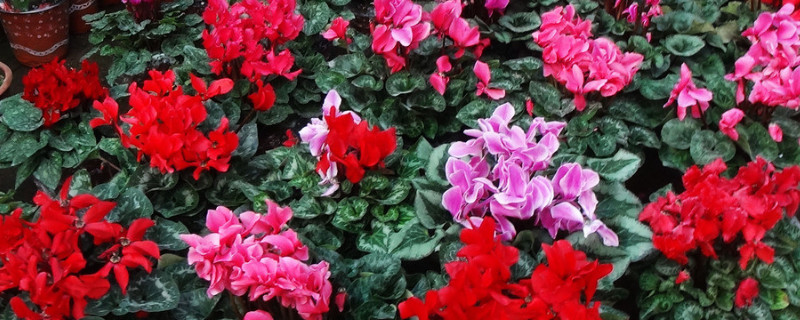 仙客來(lái)冬天怎么養(yǎng)