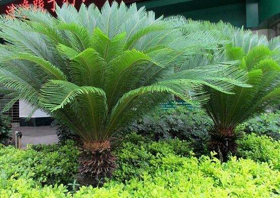 鐵樹什么時(shí)候長(zhǎng)新葉，每年春秋時(shí)分生長(zhǎng)出2-3輪新葉