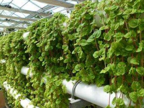 小葉常春藤的養(yǎng)殖方法，教你八個簡單易學基本方法