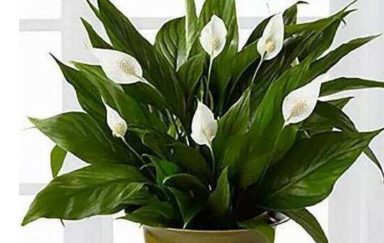 盆栽一帆風(fēng)順怎么養(yǎng)，教你八個(gè)方法便可爆盆