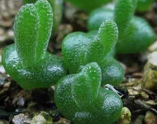 碧光環(huán)種植方法，擇健康種子、保水保肥土壤/淺盆為主