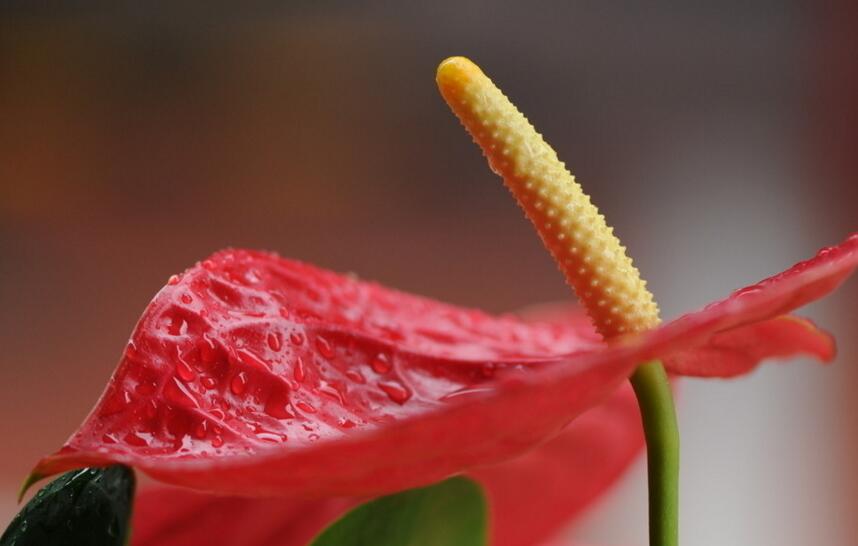 紅掌扦插圖解，極高成活率的方法