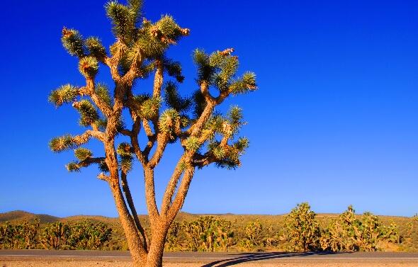 仙人掌為什么會長刺，為了減少蒸騰作用保持自身水分