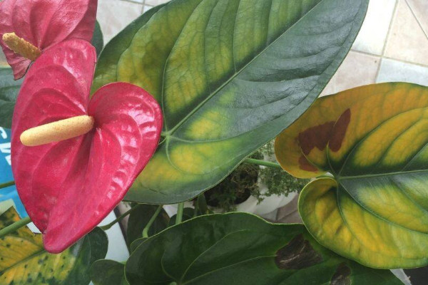 紅掌葉子發(fā)黃怎么補救