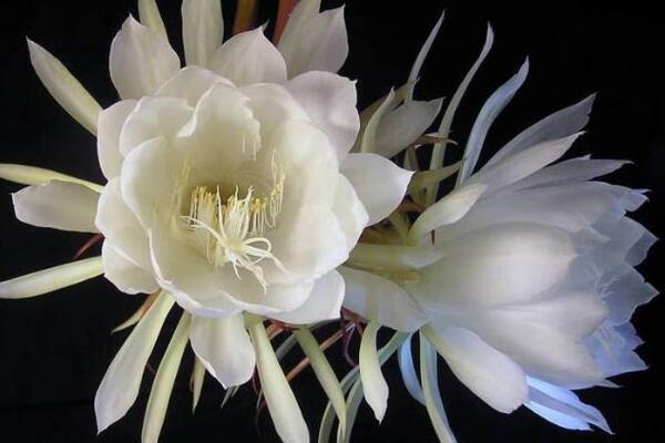 曇花的花語(yǔ)和傳說(shuō)，曇花一現(xiàn)只為韋陀