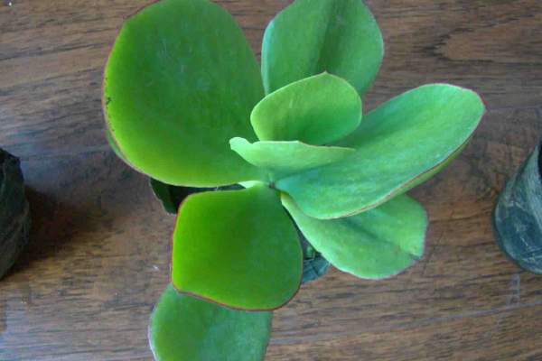 燕子掌葉片可以扦插嗎，4步即可完成燕子掌葉插