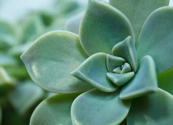 寶石花怎樣養(yǎng)才能長得快，做好四個要點(diǎn)生長的青翠欲滴