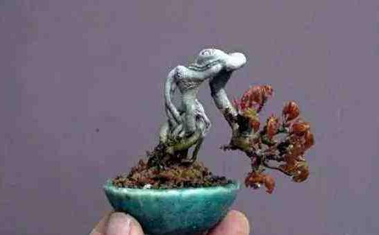 小葉羅漢松怎么養(yǎng)，掌握最佳的養(yǎng)殖方法最重要