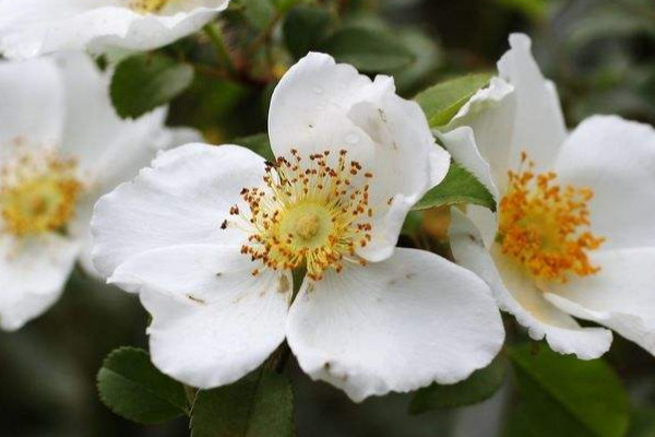 金櫻子扦插的季節(jié)