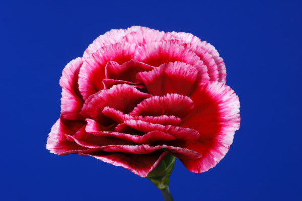 怎么讓康乃馨苞立刻開(kāi)