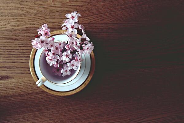 櫻花掉葉子要怎么辦，加強日常養(yǎng)護最為重要