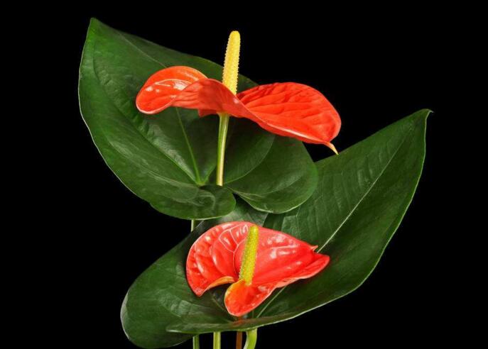 紅掌用什么土栽培，疏松、透氣、有營養(yǎng)很關(guān)鍵