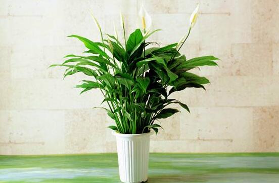 一帆風(fēng)順能澆淘米水嗎，做好這三點(diǎn)使盆土更加肥沃(能澆)