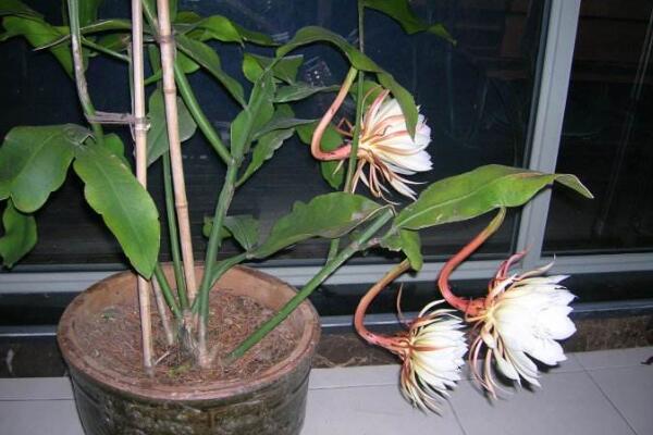 曇花幾年開花，養(yǎng)殖三年左右才能開花