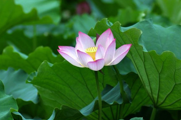 養(yǎng)殖荷花不用水可以嗎