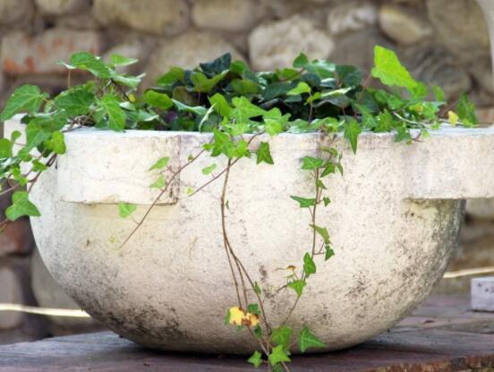 常春藤怎么養(yǎng)殖，盤點最簡單兩種養(yǎng)殖方法(土培和水培)