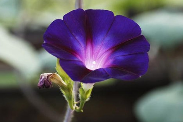 牽?；ㄈ~子黃了是怎么回事