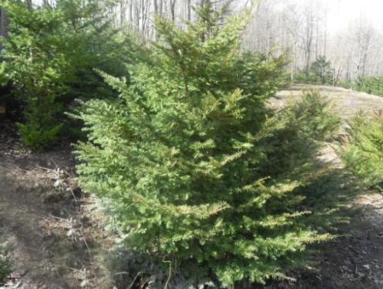 紅豆杉的品種，盤點中國紅豆杉五大品種