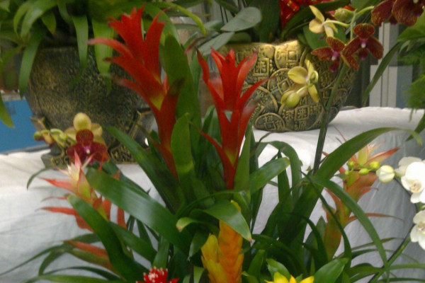 鴻運(yùn)當(dāng)頭的老株怎么辦