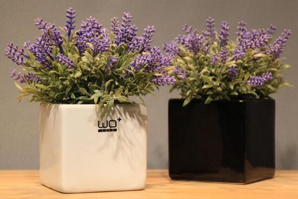 薰衣草盆栽的種植方法，薰衣草種植的5大要點(diǎn)
